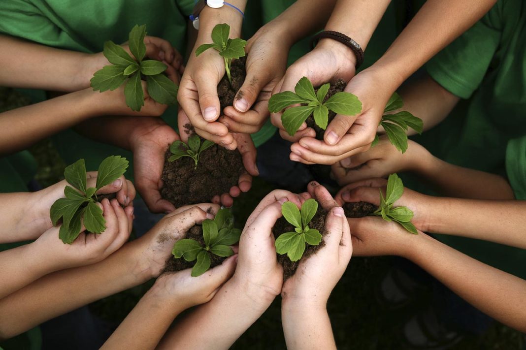 manos niños con plantas