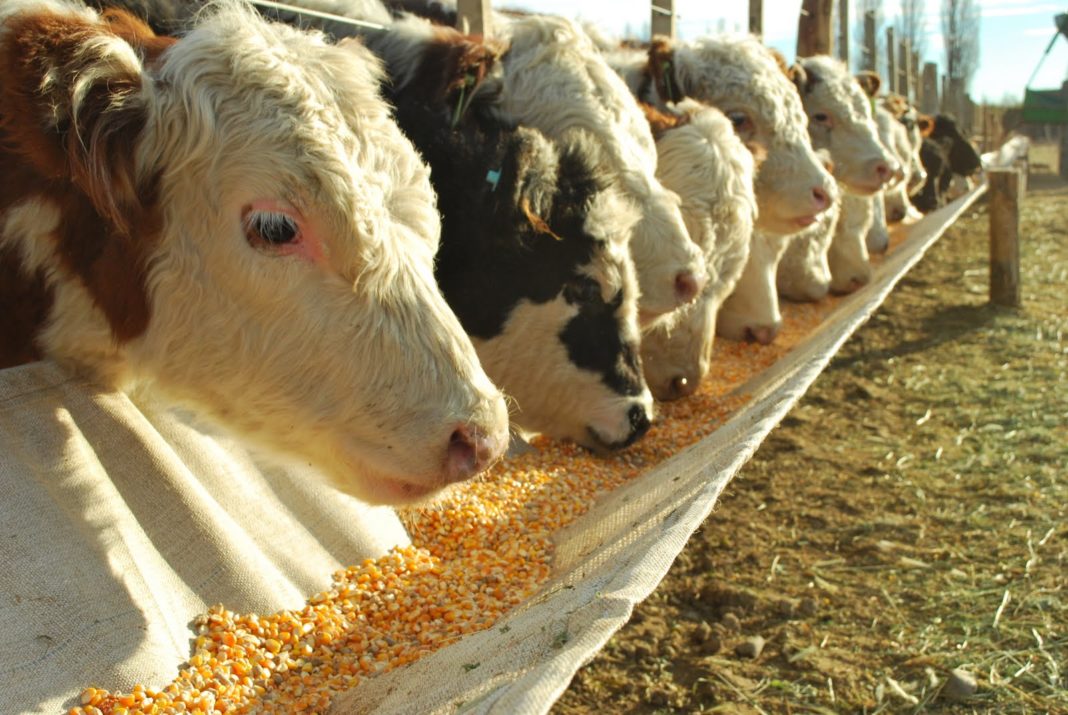 Un emprendimiento de feedlot en un campo.