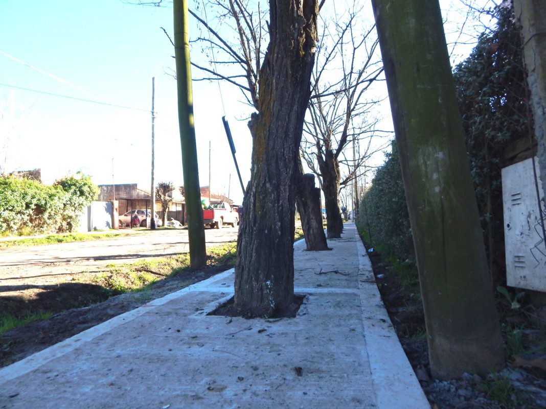 Filas de árboles en la vereda