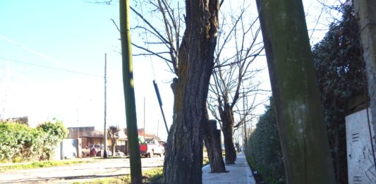 Filas de árboles en la vereda
